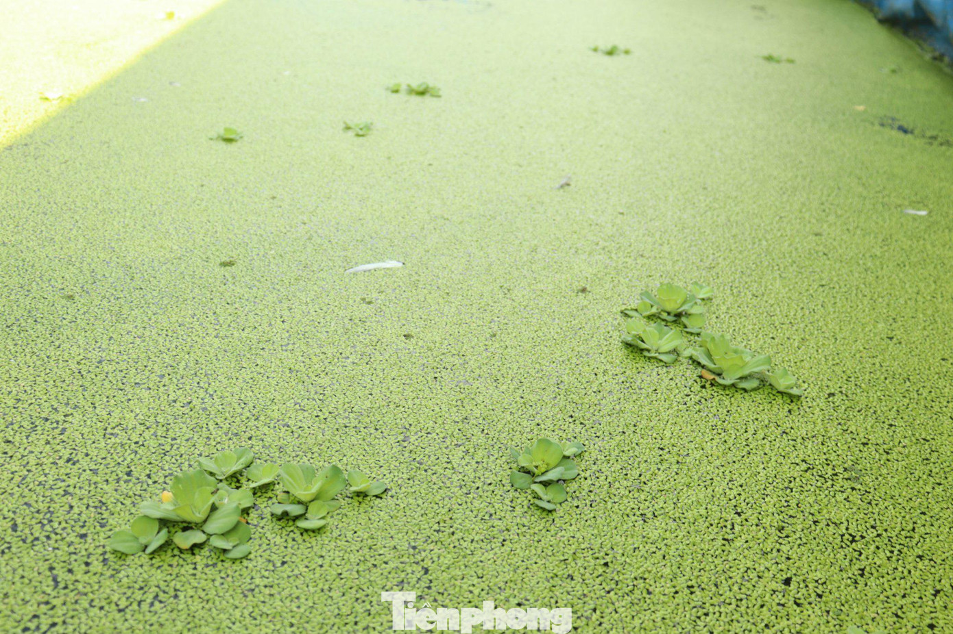 Ốc bươu đen được anh Sỹ nuôi tại các hồ lớn. Ốc bươu đen được anh Sỹ nuôi tại các hồ lớn.