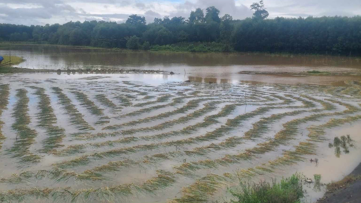 Nhiều cánh đồng lúa tại huyện Hương Khê ngập chìm trong nước.