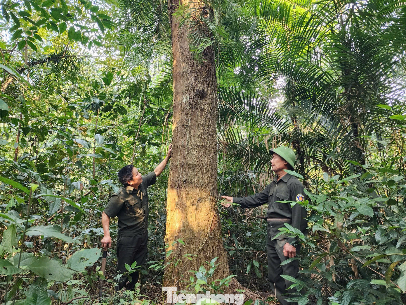 Những cây gỗ quý trong rừng tự nhiên Hương Sơn.