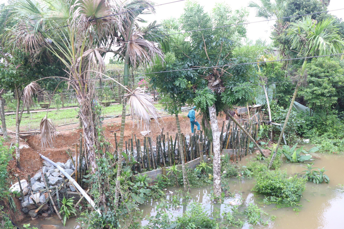 Bờ sông Ngàn Mọ lấn sâu vào vườn của người dân tại xã Cẩm Thành. Bờ sông Ngàn Mọ lấn sâu vào vườn của người dân tại xã Cẩm Thành.