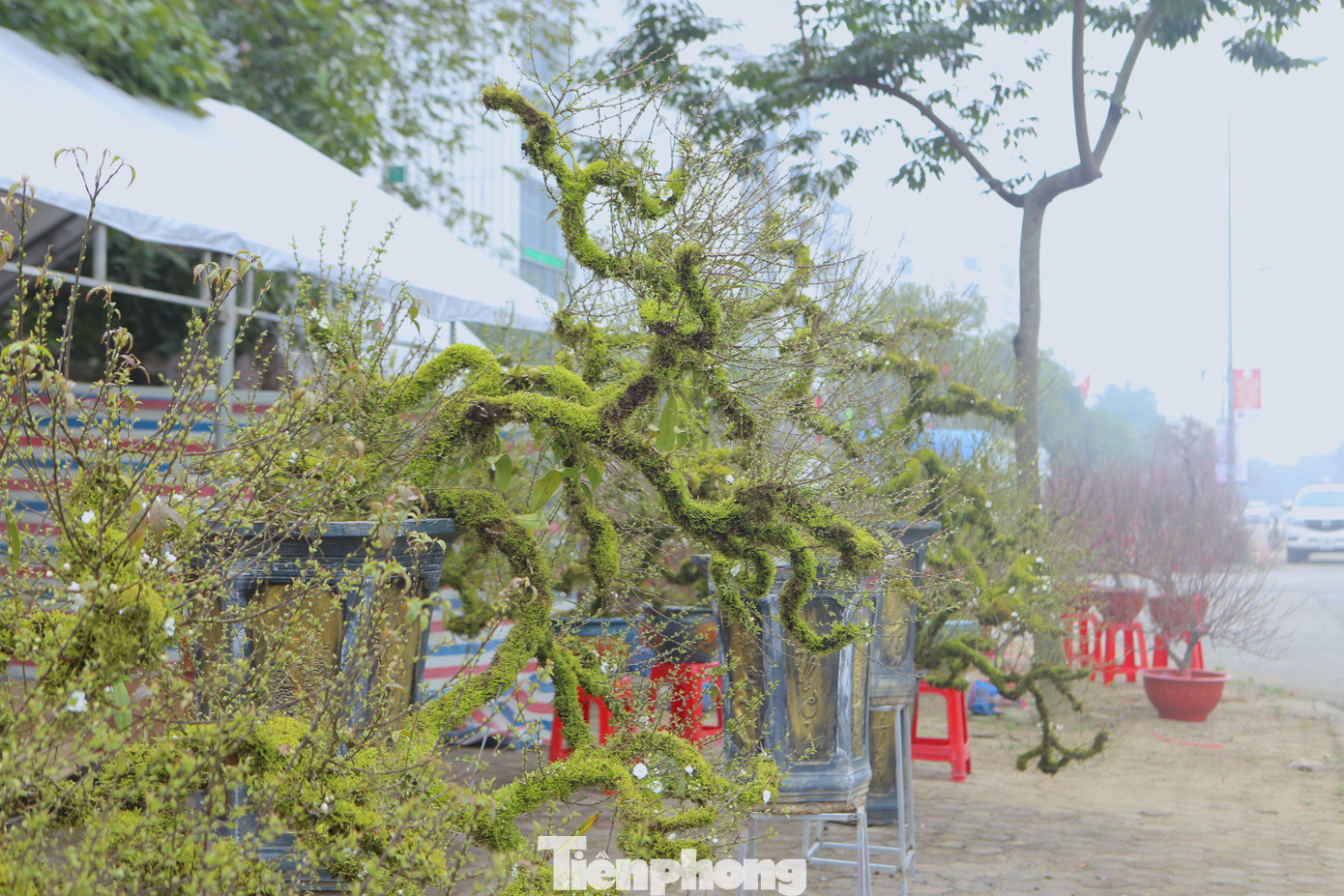 Chị Xuân cho biết, cây nhất chi mai trên có dáng thác đổ, hoa nhiều, trên 10 năm tuổi, được bán với giá 30 triệu đồng.