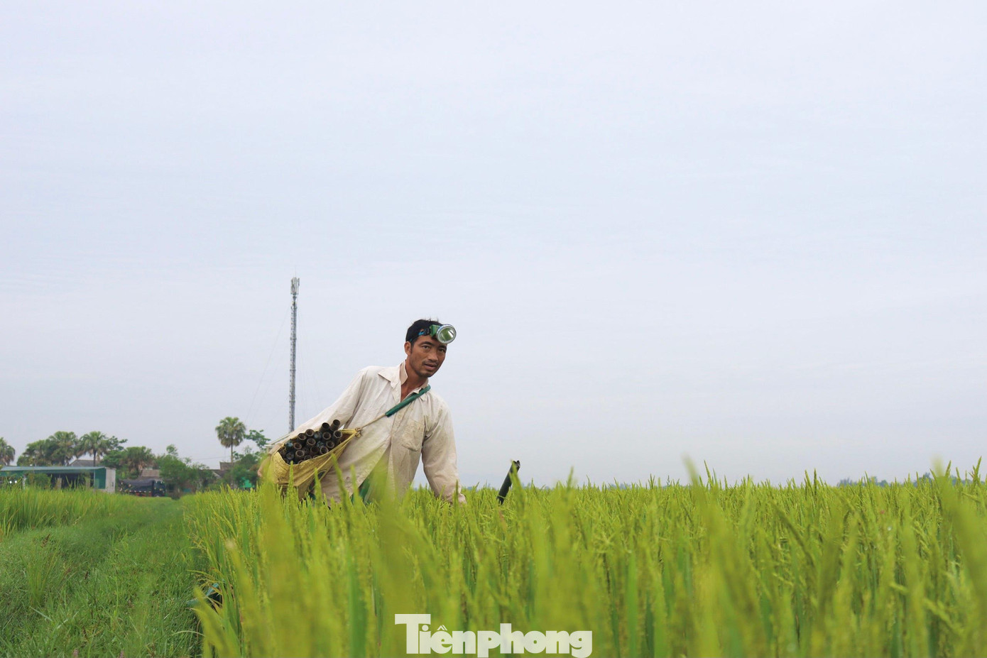 “Mỗi ngày đi thả từ 4h chiều, 5h sáng hôm sau lại đi thu trúm về, ngày cũng làm được từ 4-6 kg lươn đồng, thu về khoảng 300-500 ngàn đồng/ngày”, anh Đồng cho hay. “Mỗi ngày đi thả từ 4h chiều, 5h sáng hôm sau lại đi thu trúm về, ngày cũng làm được từ 4-6 kg lươn đồng, thu về khoảng 300-500 ngàn đồng/ngày”, anh Đồng cho hay.