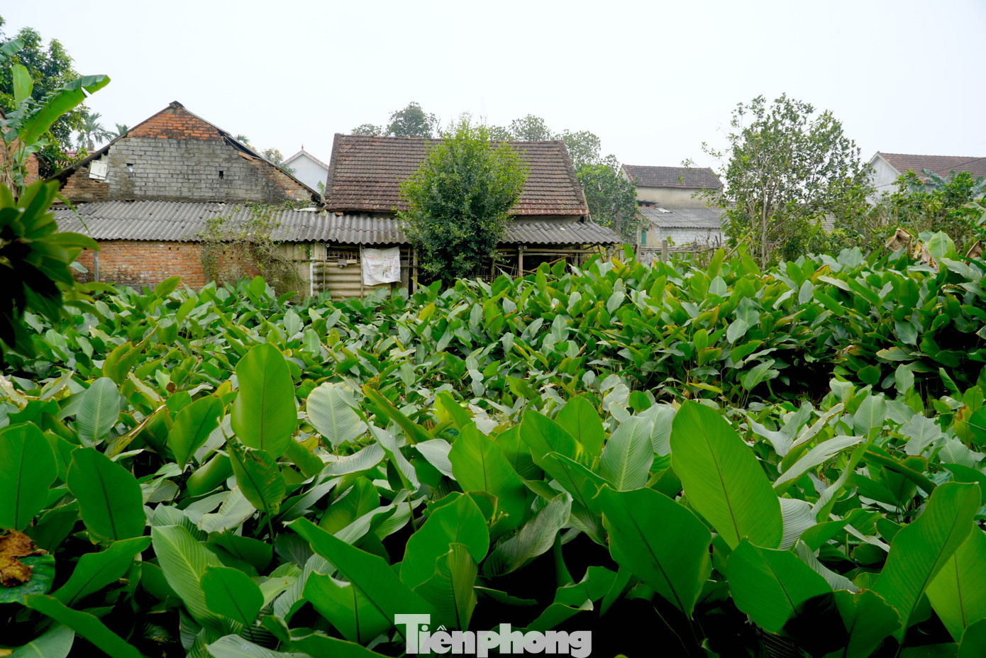 Thôn Vĩnh Phúc (xã Quang Vĩnh, huyện Đức Thọ, tỉnh Hà Tĩnh) có hơn 80 hộ dân trồng lá dong. Dịp cận kề Tết Nguyên đán, người dân vùng này đang tất bật thu hái để kịp phục vụ thị trường.