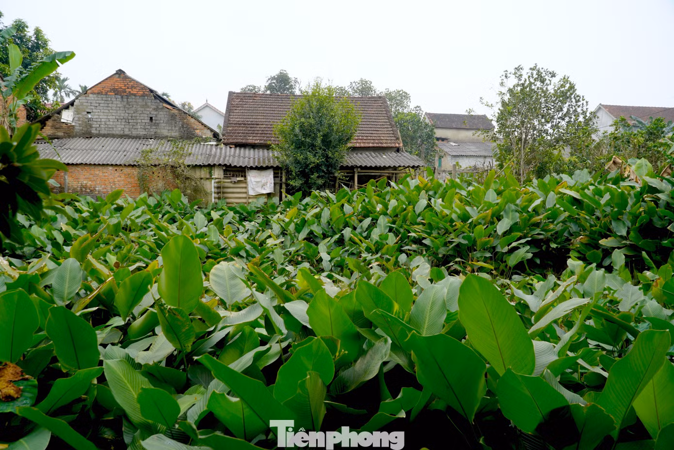 Thôn Vĩnh Phúc (xã Quang Vĩnh, huyện Đức Thọ, tỉnh Hà Tĩnh) có hơn 80 hộ dân trồng lá dong. Dịp cận kề Tết Nguyên đán, người dân vùng này đang tất bật thu hái để kịp phục vụ thị trường.