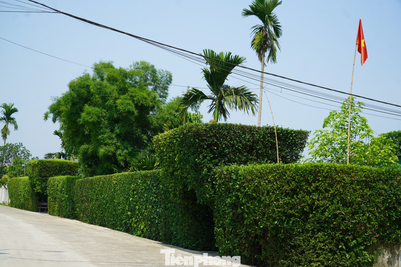 Lãnh đạo UBND xã Tùng Ảnh cho biết, mỗi năm có hàng trăm đoàn du khách trên khắp cả nước đến để tham quan, chụp ảnh ở những chiếc cổng, hàng rào làm từ cây duối này. Những chiếc cổng, hàng rào xanh được xem là nét đẹp truyền thống văn hoá xưa được người dân giữ gìn, chăm sóc tạo nên một không gian vùng nông thôn bình yên, mộc mạc.