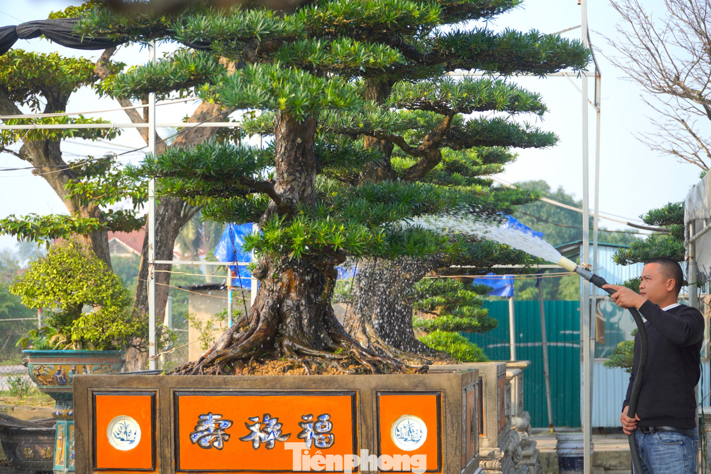 Theo người chăm sóc tùng, loài cây này dễ sống, dễ chăm sóc. Chỉ cần tưới nước thường xuyên, mỗi năm bón 2 lần phân giúp cây phát triển tốt, luôn xanh tốt.