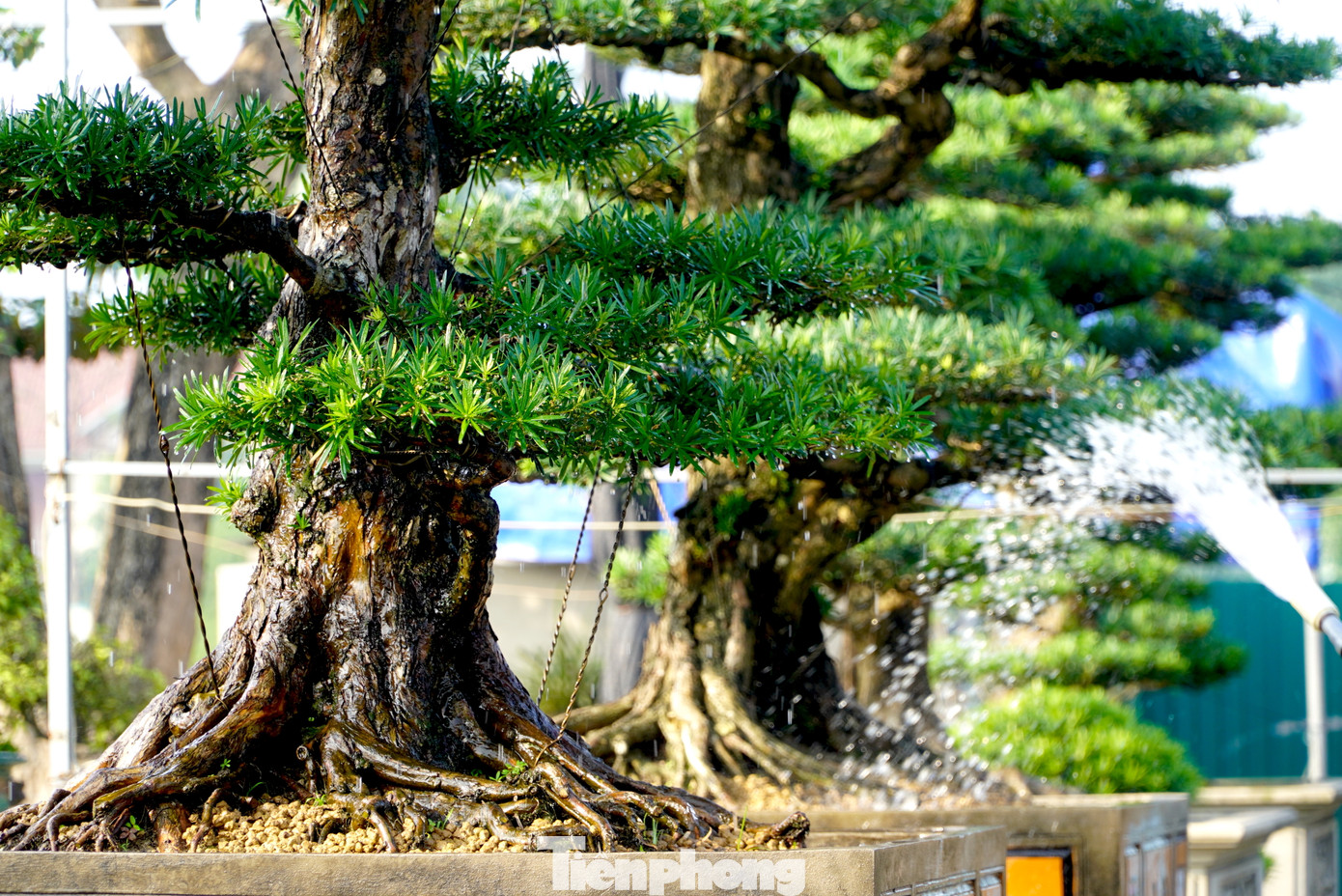 Anh Đỗ Duy Hiệu - chủ sở hữu những gốc tùng "khủng" - cho biết khoảng 3 năm gần đây, tùng La Hán được nhiều người săn lùng mua vào dịp Tết. Hiện tại thị trường bán chủ yếu cho khách trong và một số tỉnh lân cận. Những gốc tùng này được mua từ các vườn ở miền Bắc như ở Nam Định và khu vực miền Tây.