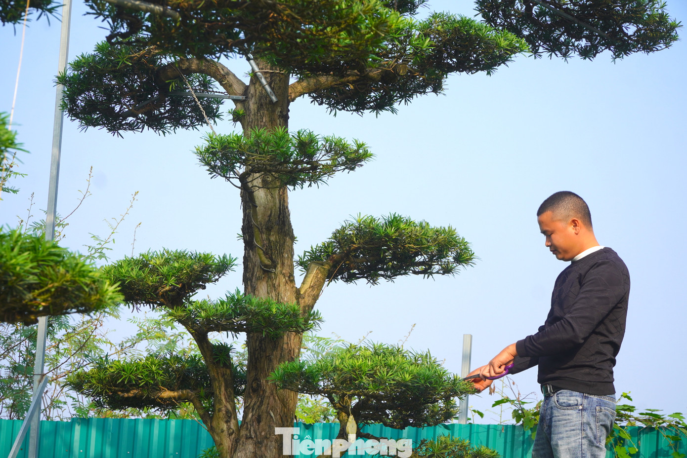 Tùng La Hán những năm gần đây được nhiều người dân lựa chọn mua dịp Tết. Bởi nhiều người cho rằng loài cây này có ý nghĩa phong thủy của sự trường thọ, may mắn và tài lộc. Cây được xem như "thần giữ của" trong gia đình để xua đuổi mọi tà khí và mang đến bình an.