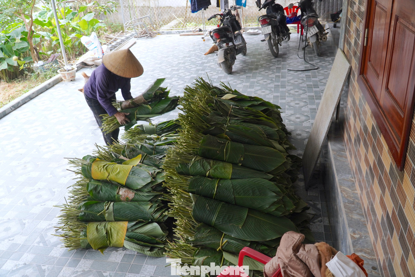 Vào chính vụ, mỗi ngày người dân có thể thu hoạch và bán kiếm được hàng triệu đồng. Lá dong đang được bán với giá từ 50-60 ngàn đồng/100 lá.