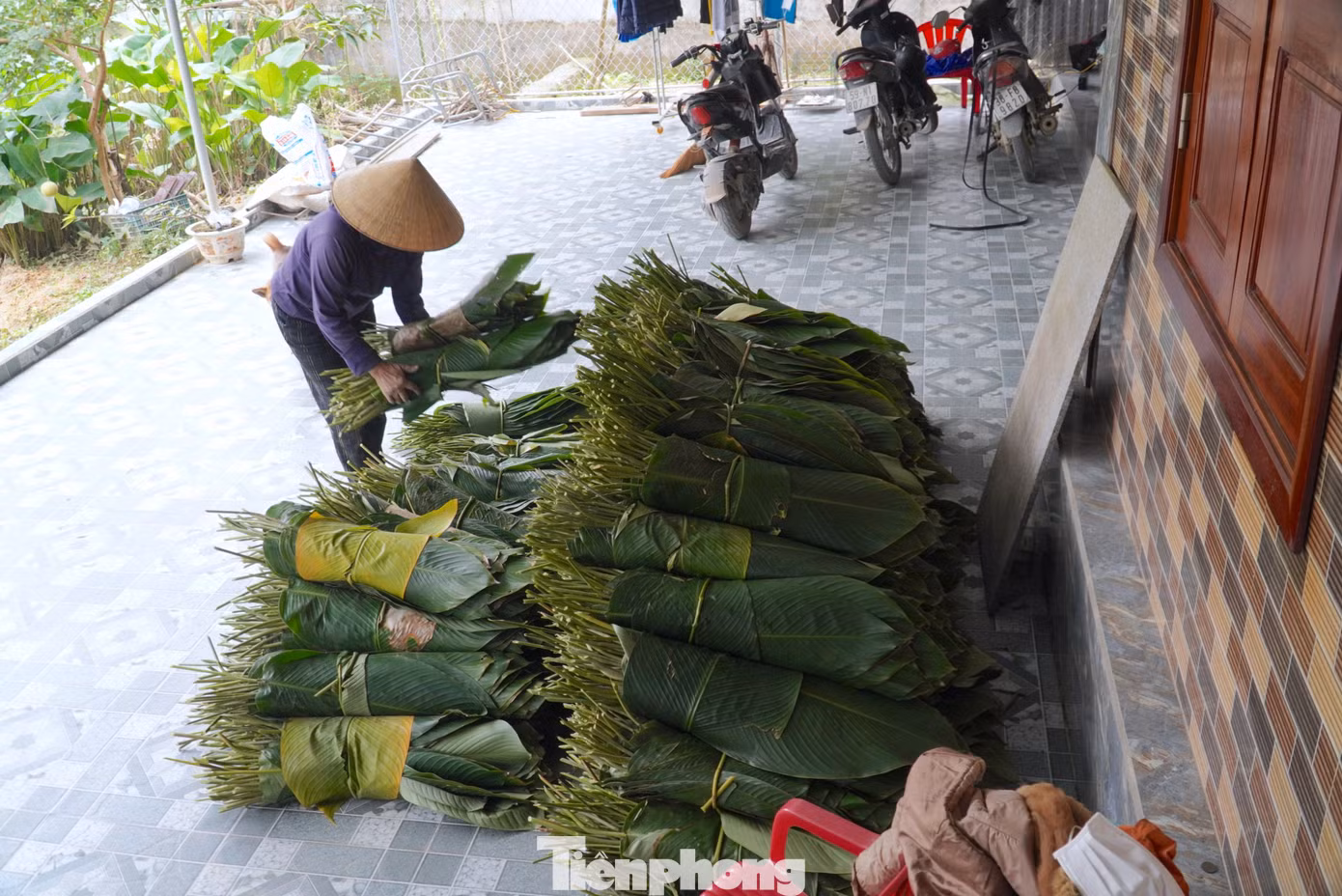 Vào chính vụ, mỗi ngày người dân có thể thu hoạch và bán kiếm được hàng triệu đồng. Lá dong đang được bán với giá từ 50-60 ngàn đồng/100 lá.