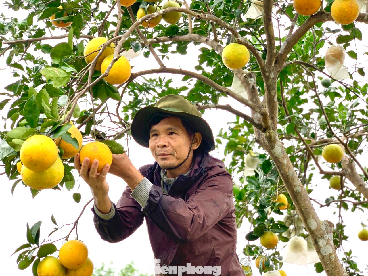 Người dân trồng cam Khe Mây phấn khởi bên gốc cam chín vàng.