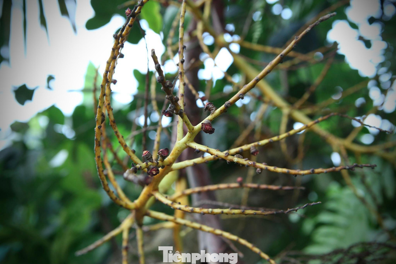 Cành cọ sau khi được hái quả. Cành cọ sau khi được hái quả.