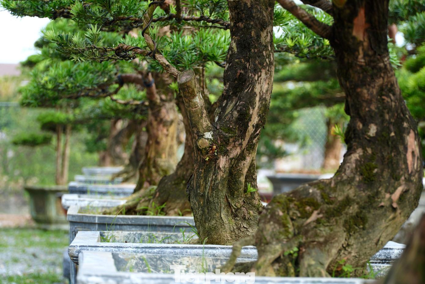 Cây tùng La Hán hay còn được gọi là cây vạn niên tùng, là một loại cây thân gỗ lâu năm có tuổi thọ khá cao, lên đến vài trăm năm.