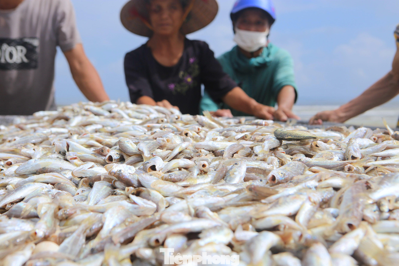 Cá đù được bán với giá 50 ngàn đồng/kg tại bờ. Trung bình mỗi ngày một ngư dân có thể kiếm từ 1 triệu- 2 triệu đồng Cá đù được bán với giá 50 ngàn đồng/kg tại bờ. Trung bình mỗi ngày một ngư dân có thể kiếm từ 1 triệu- 2 triệu đồng