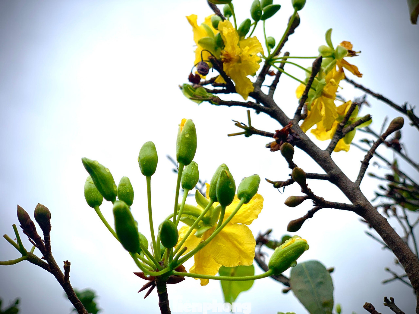 Những nụ hoa già trong vài ngày tới sẽ nở rộ. Người dân mong thời tiết lạnh dưới 20 độ C để số lượng những gốc chưa nở còn lại sẽ nở đúng vào dịp Tết.