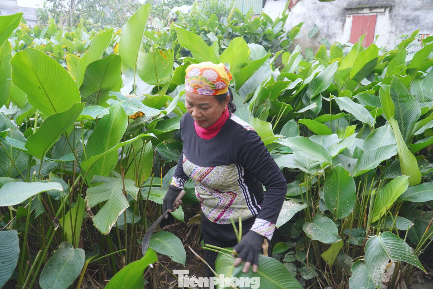 "Lá dong ở đây gói bánh có mùi thơm đặc trưng và màu rất đẹp nên được nhiều người tìm đến mua. Gia đình có 1.000m2 đất trồng lá dong, năm nay ước tính cung ứng ra thị trường 30.000 lá. Vì dịp Tết giá cả tăng hơn nên dân ai cũng vui mừng khi có thêm nguồn thu nhập”, bà Chu Thị Hoài (49 tuổi, trú thôn Vĩnh Phúc, xã Quang Vĩnh) cho hay.