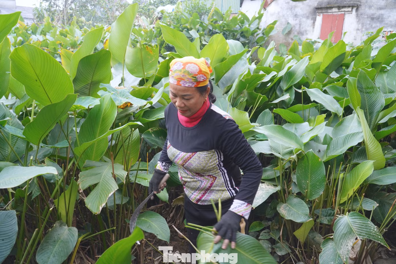 "Lá dong ở đây gói bánh có mùi thơm đặc trưng và màu rất đẹp nên được nhiều người tìm đến mua. Gia đình có 1.000m2 đất trồng lá dong, năm nay ước tính cung ứng ra thị trường 30.000 lá. Vì dịp Tết giá cả tăng hơn nên dân ai cũng vui mừng khi có thêm nguồn thu nhập”, bà Chu Thị Hoài (49 tuổi, trú thôn Vĩnh Phúc, xã Quang Vĩnh) cho hay.