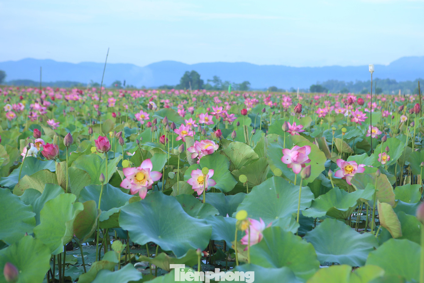 Những bông sen đua nhau khoe sắc, toả hương thơm ngào ngạt. Nơi đây thu hút nhiều giới trẻ đến chiêm ngưỡng và chụp ảnh kỷ niệm.