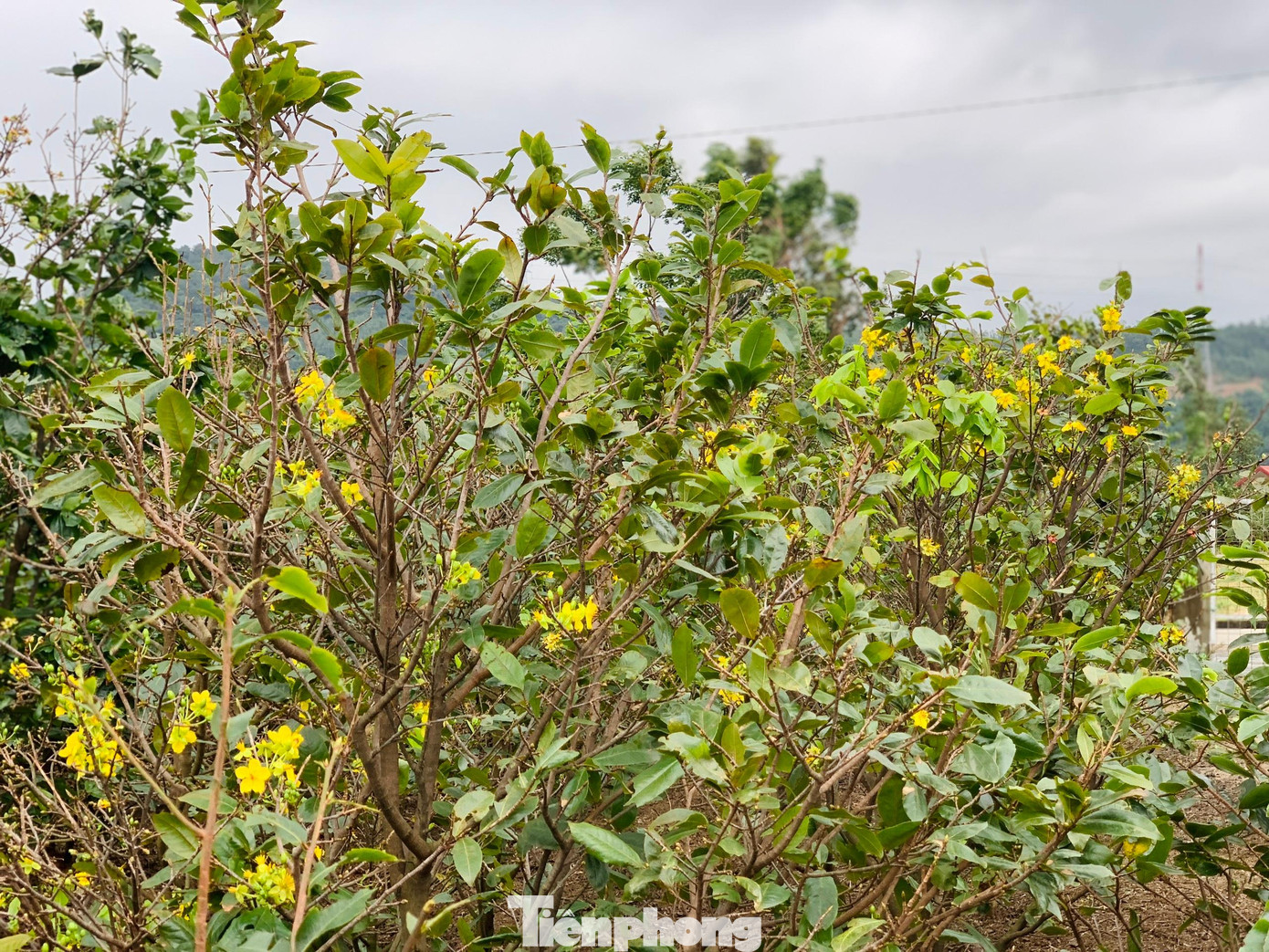 Xã Kỳ Nam (thị xã Kỳ Anh, Hà Tĩnh) là địa phương có diện tích trồng mai nhiều nhất tỉnh. Toàn xã có hơn 120 hộ dân trồng mai, trở thành cây phát triển chủ lực của địa phương. Để phục vụ thị trường Tết Nguyên đán 2023, làng mai vàng Kỳ Nam đã chuẩn bị gần 5.000 gốc.
