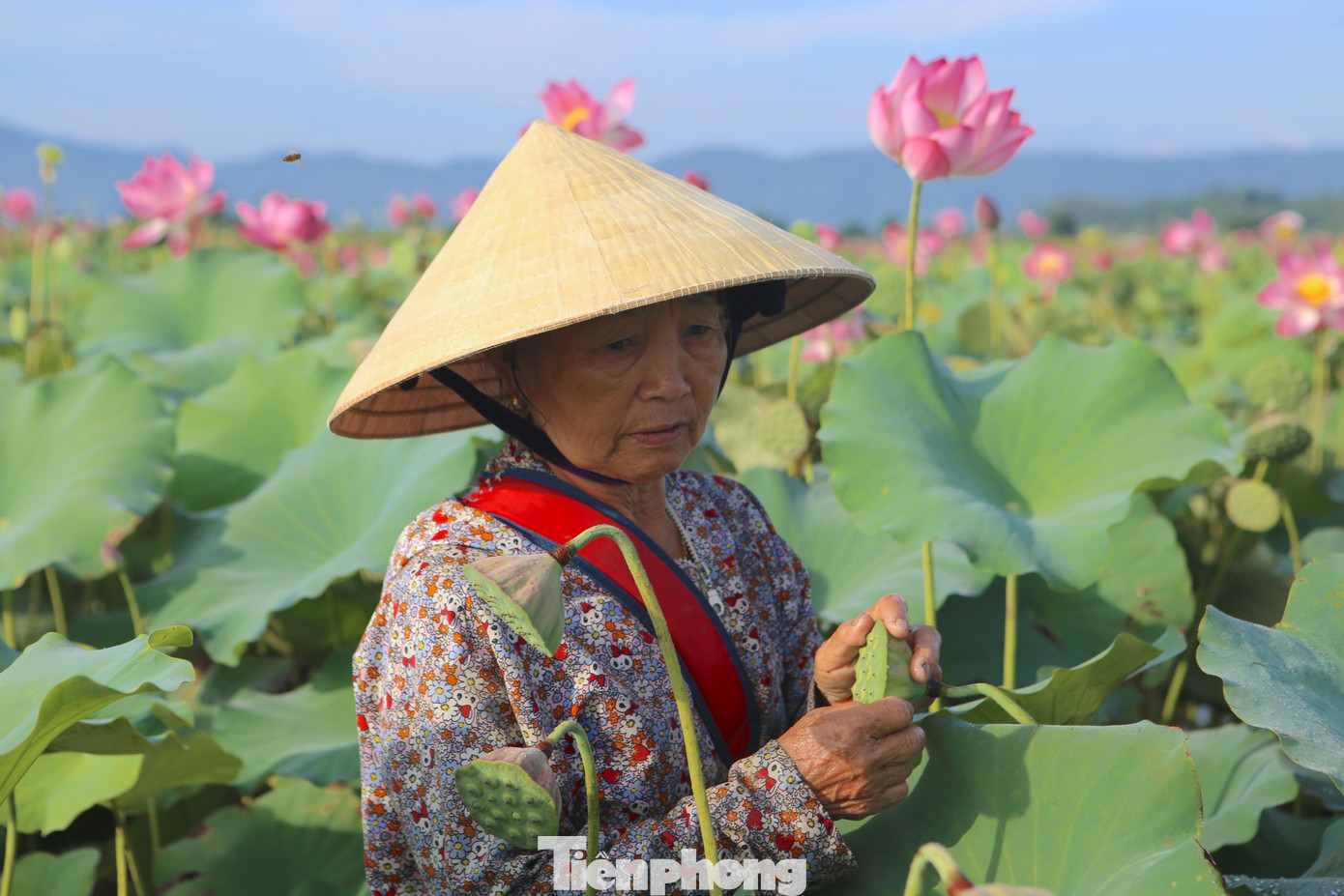 “Mới đầu mùa nên sen mới nở chưa có đài nhiều. Vào trúng vụ phải hái từ sáng đến trưa mới xong, như năm nay sen đầu mùa được giá nên dân rất phấn khởi”, bà Hương chia sẻ.