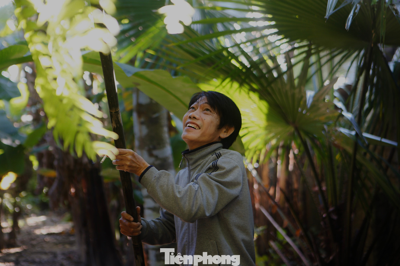 Những gốc cọ cao người dân phải dùng thân tre gắn chiếc liềm để hái quả.