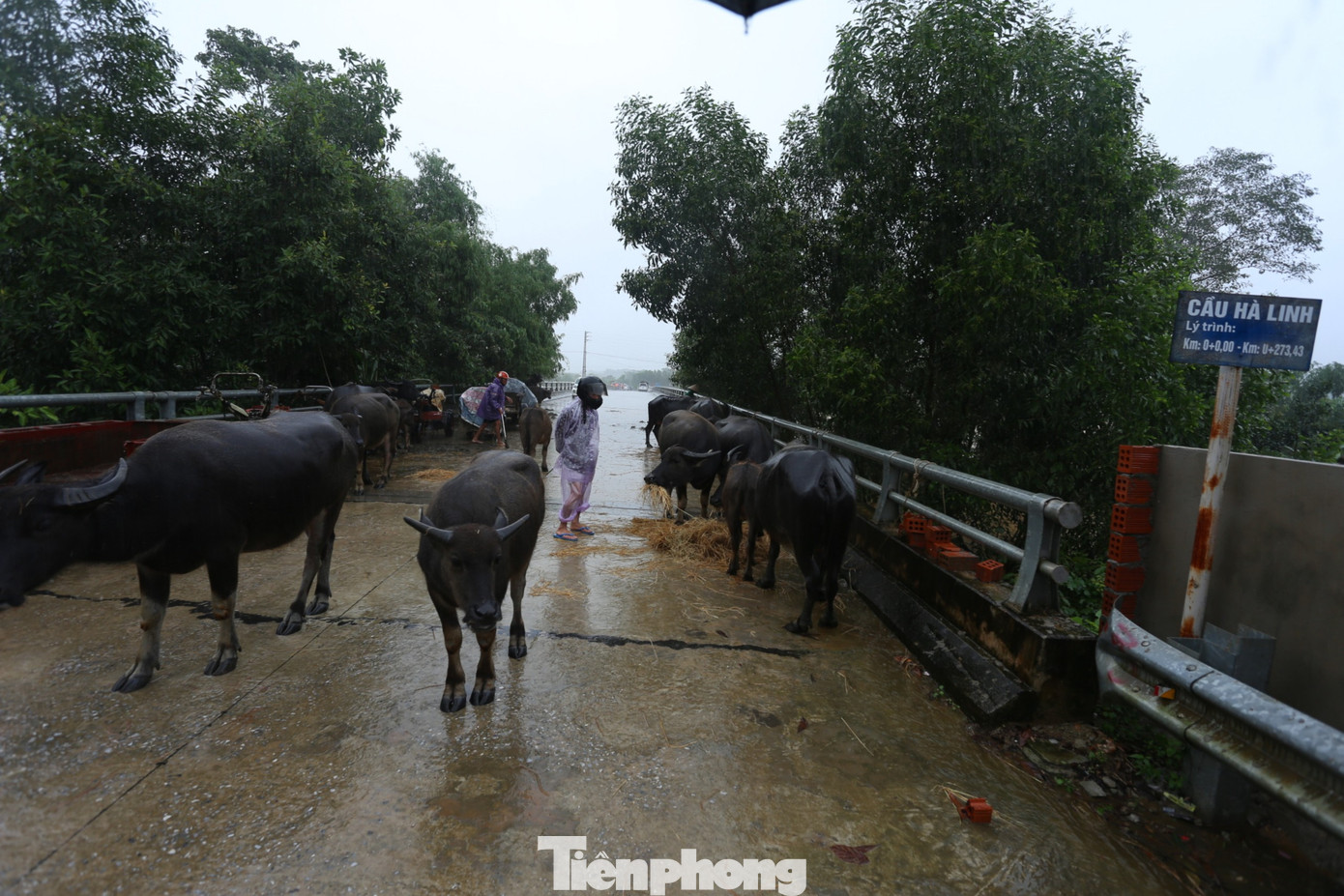 Trâu bò được người dân di dời lên cầu Hà Linh để đảm bảo an toàn.