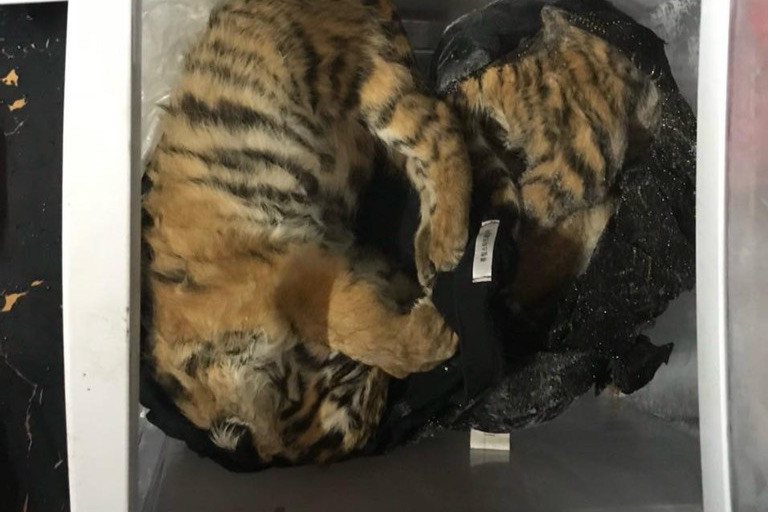 Những cá thể hổ được phát hiện trong tủ lạnh. (Ảnh CACC) Những cá thể hổ được phát hiện trong tủ lạnh. (Ảnh CACC)