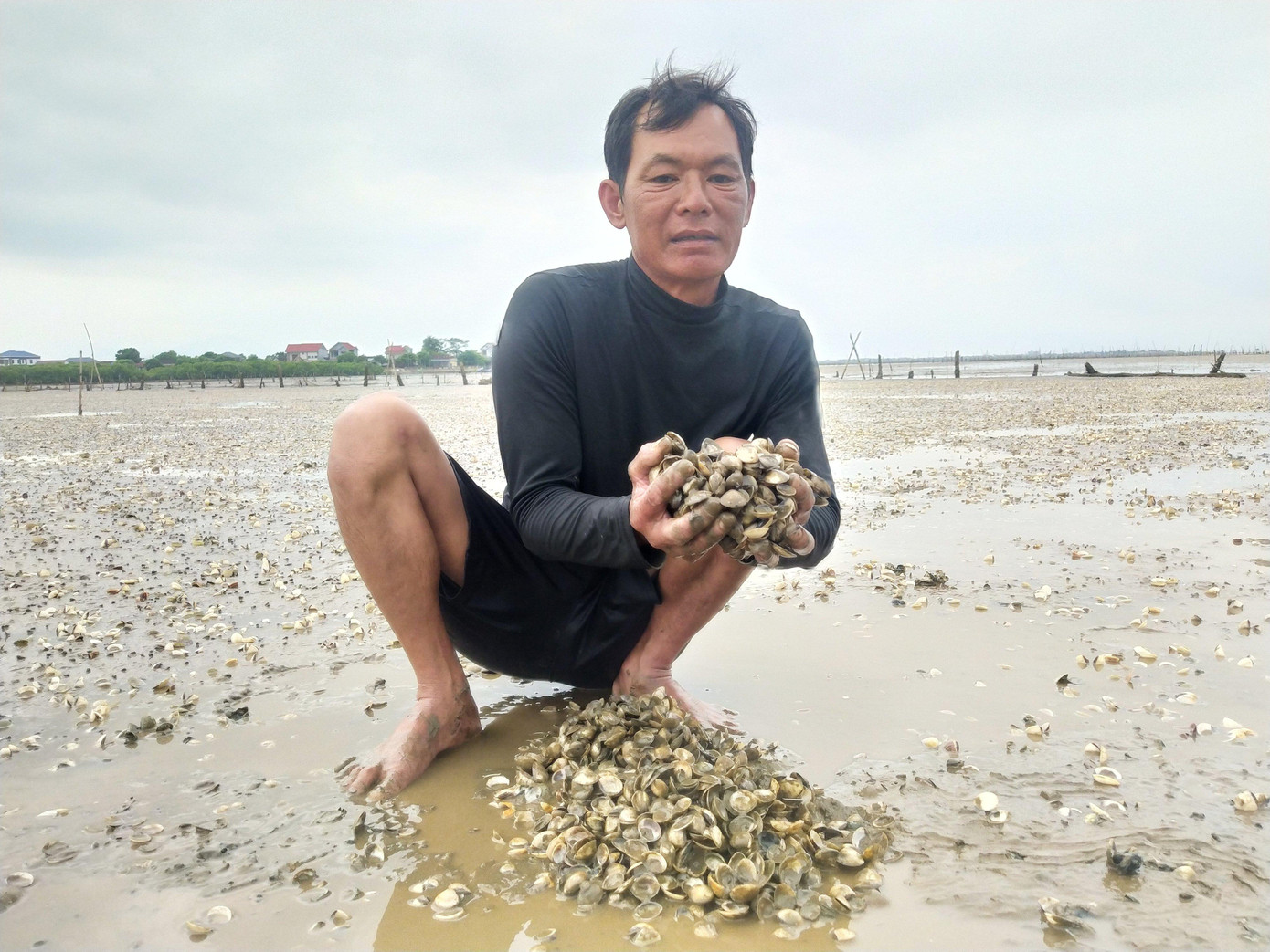 Số lượng ngao chết hàng loạt tại xã Mai Phụ.