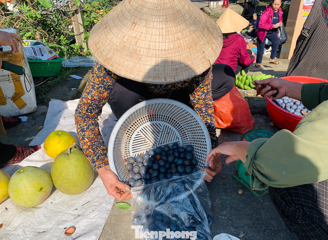Bà Nguyễn Thị Lan (56 tuổi, trú huyện Hương Sơn) cho biết, những năm trước với 7 gốc cọ thu hoạch được khoảng 4 tạ quả, thu về trên 3 triệu đồng. Năm nay thương lái về hái và thu mua tại vườn nên dân cũng rất phấn khởi.