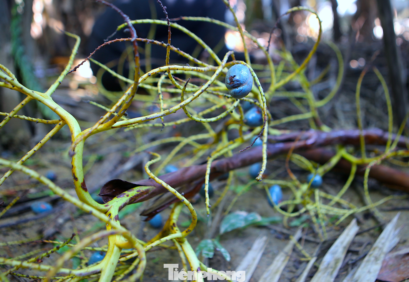 Một số tiểu thương cũng đến săn lùng tìm mua những gốc cọ có quả ngon, béo và vỏ dày. Giá được mua tại vườn từ 15-20 ngàn đồng/kg.