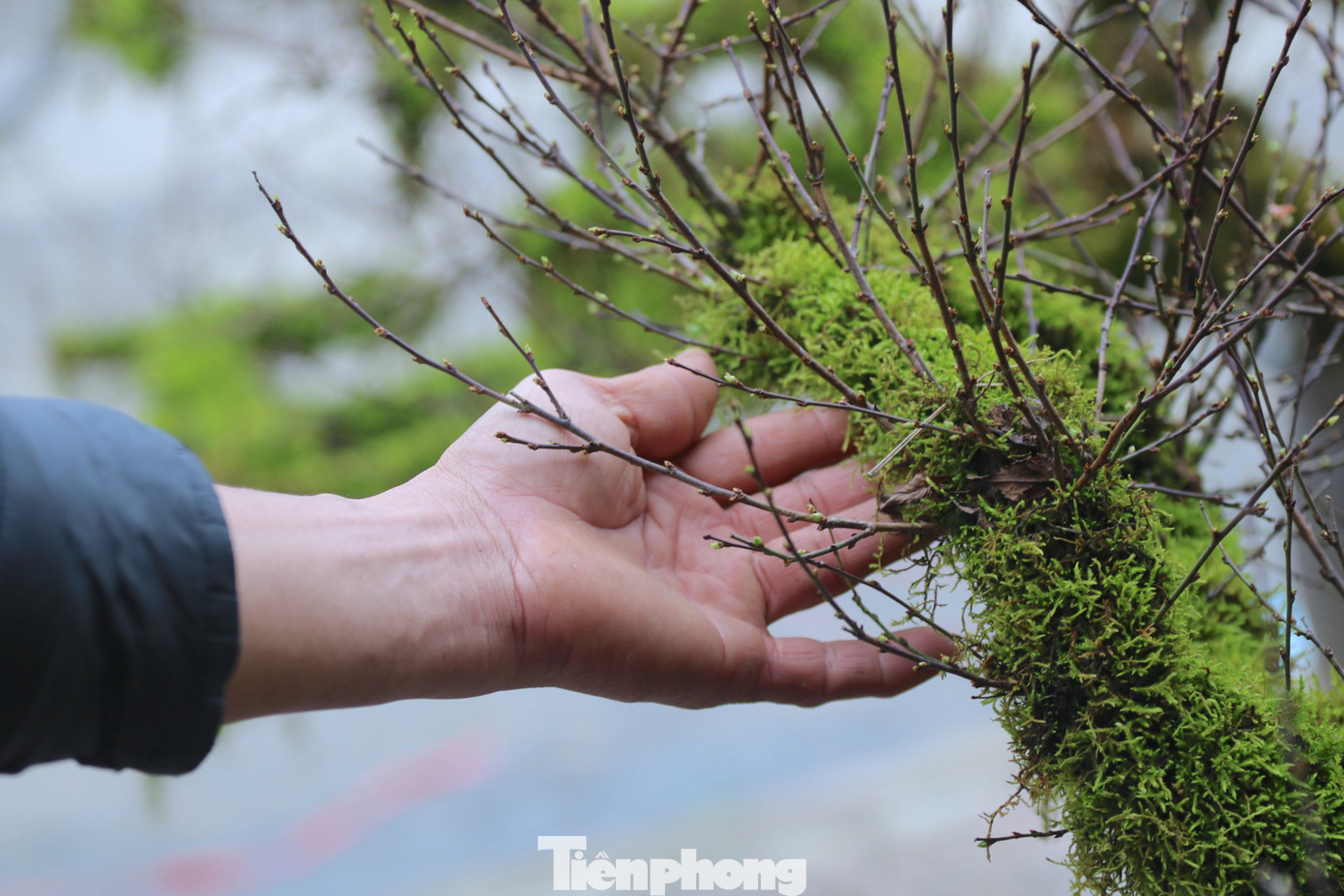 Nhất chi mai được đánh giá là một trong 4 loại cây tứ quý gồm “tùng, cúc, trúc, mai. Để tạo ra những chậu cây như vậy người thợ phải mất hàng chục năm chăm sóc, tạo thế.