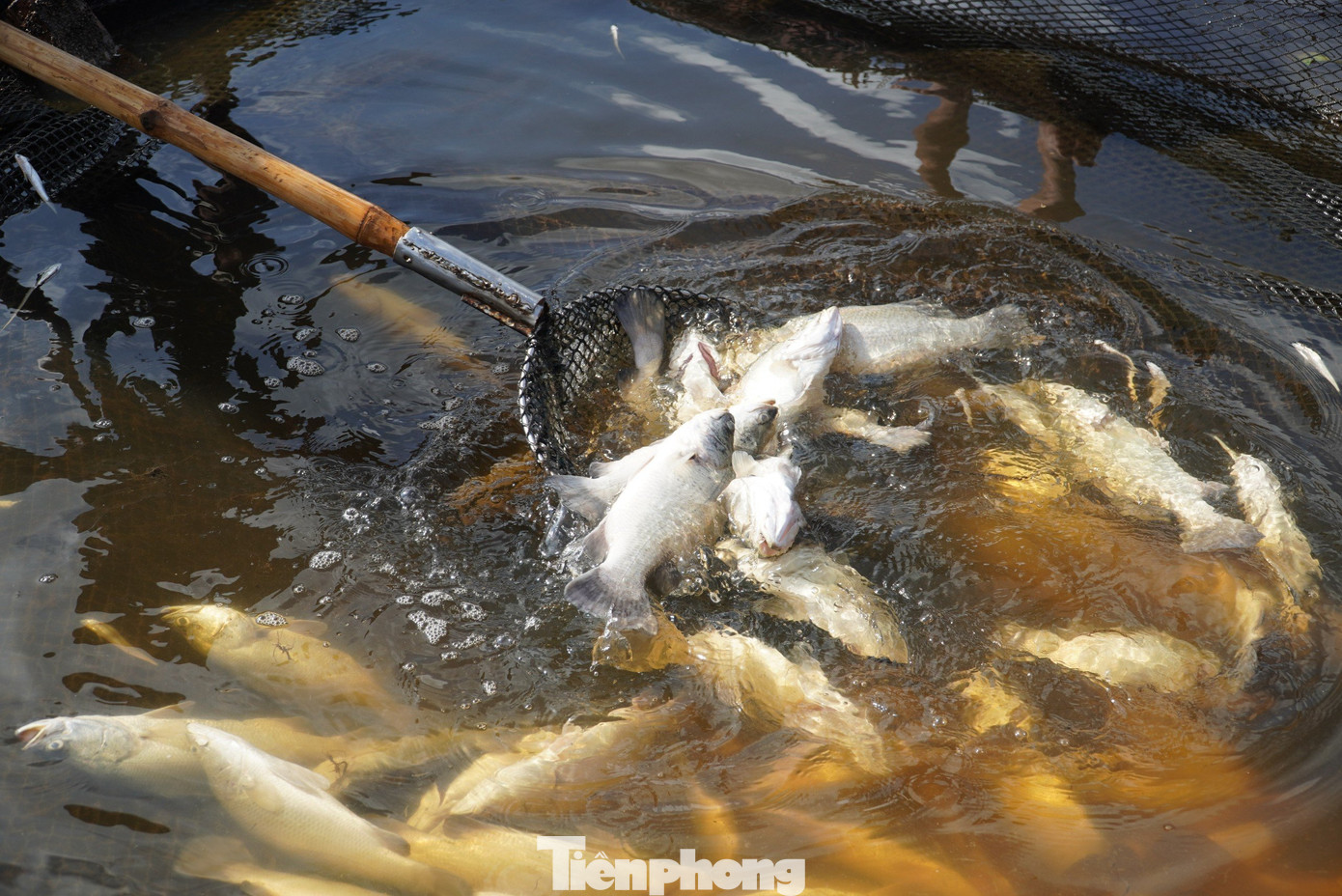 Việc hàng loạt bè cá chết trắng khiến nông dân thất thoát số tài sản lớn. Trong ảnh người dân vợt cá rồi dùng thuyền đưa cá từ lồng bè vào bờ.