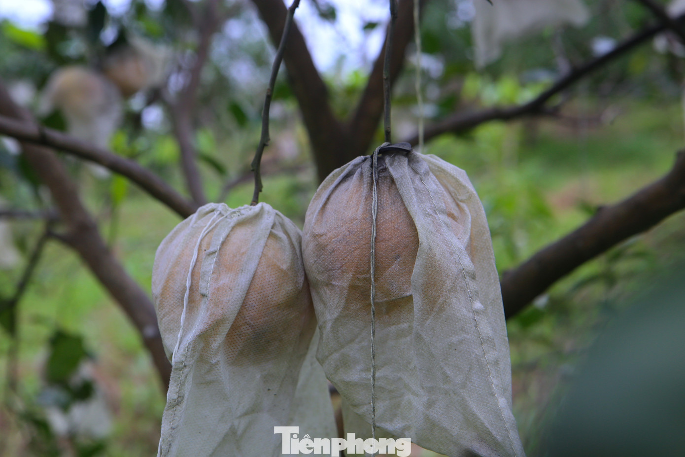 Theo anh Phương, cam hiện nay đã thu hoạch nhưng anh vẫn “ém hàng” để chờ Tết bán. Những quả cam chín đậm, quả to anh Phương sẽ thu hoạch bán trước. Những gốc cam này anh Phương trồng được trên 6 năm.
