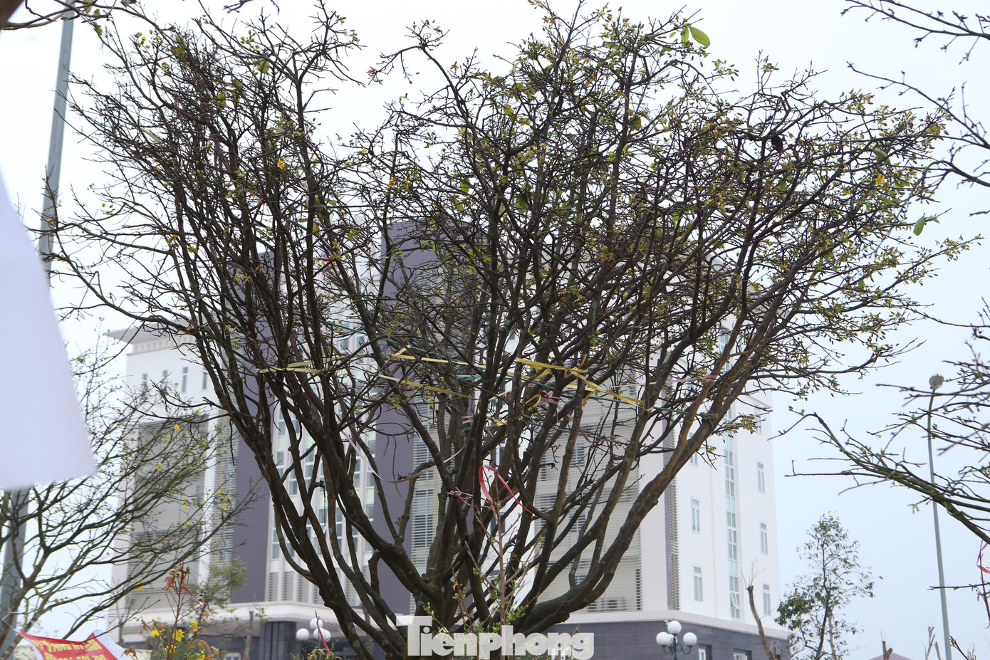 Phần tán của những cây mai cổ thụ hàng chục tuổi được gia chủ dùng dây cột lại để di chuyển tránh bị gãy cành.