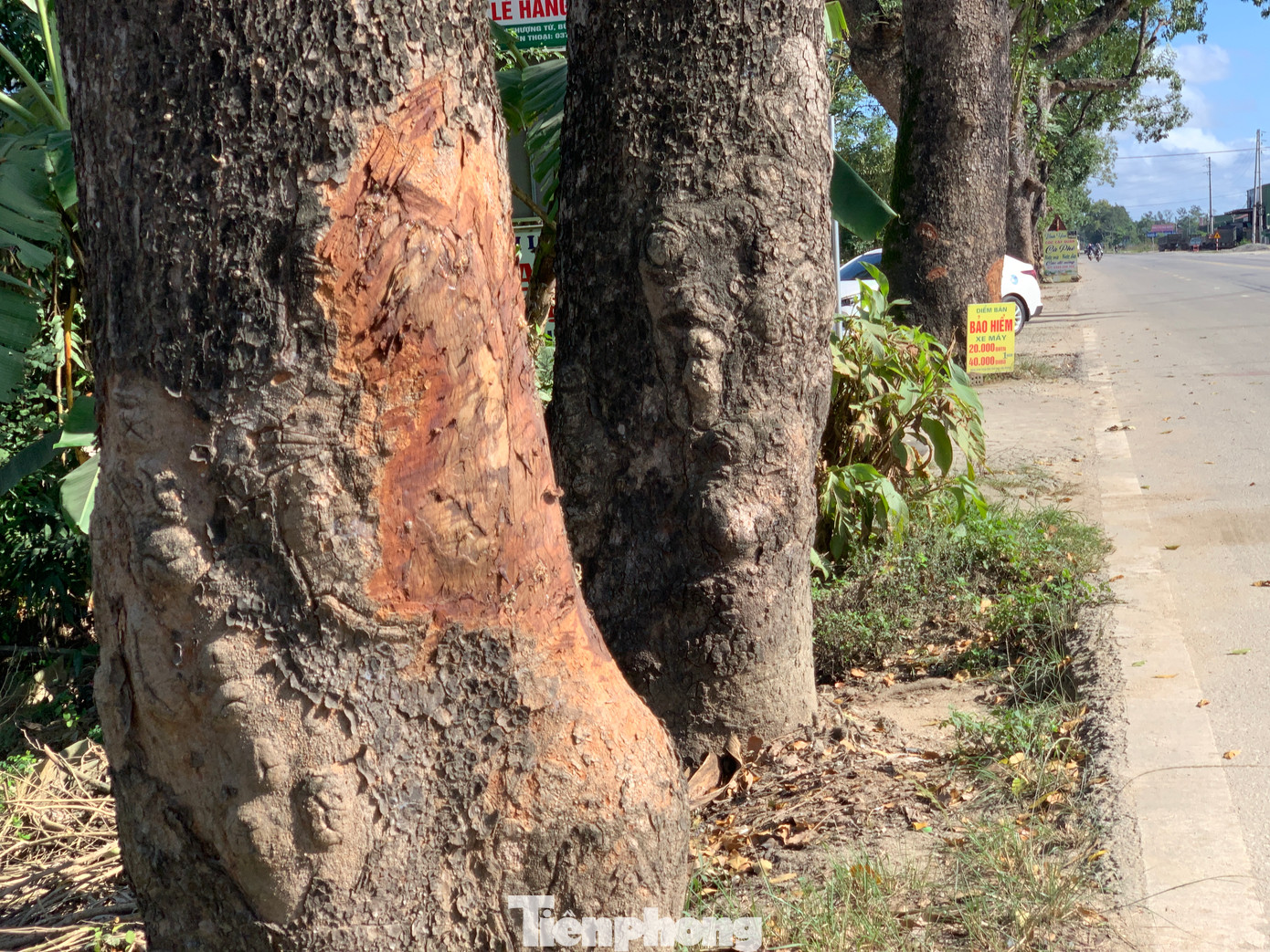 “Những vị trí bị đẽo, đục thân cây là do thực hiện ban đêm nên không ai phát hiện. Ngoài ra đóng đinh để gắn biển quảng cáo cũng không phải do người địa phương làm. Việc này xảy ra nhiều năm nay rồi”, một người dân sống gần hàng cây cổ thụ nói.