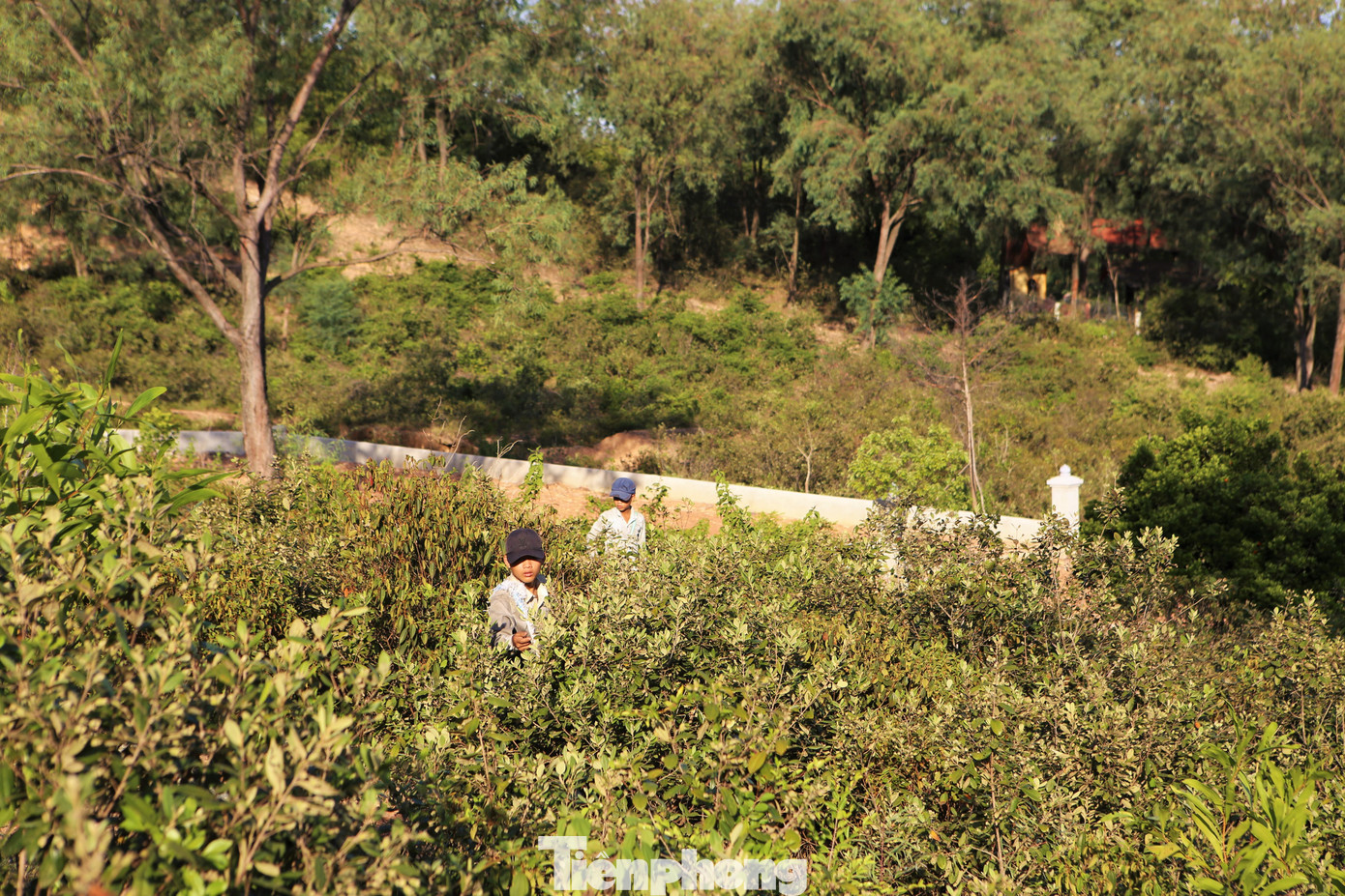 Người dân Hà Tĩnh lên những ngọn đồi hái sim từ 5h sáng đến 9h, buổi chiều từ 16h đến 18h để tránh nắng.