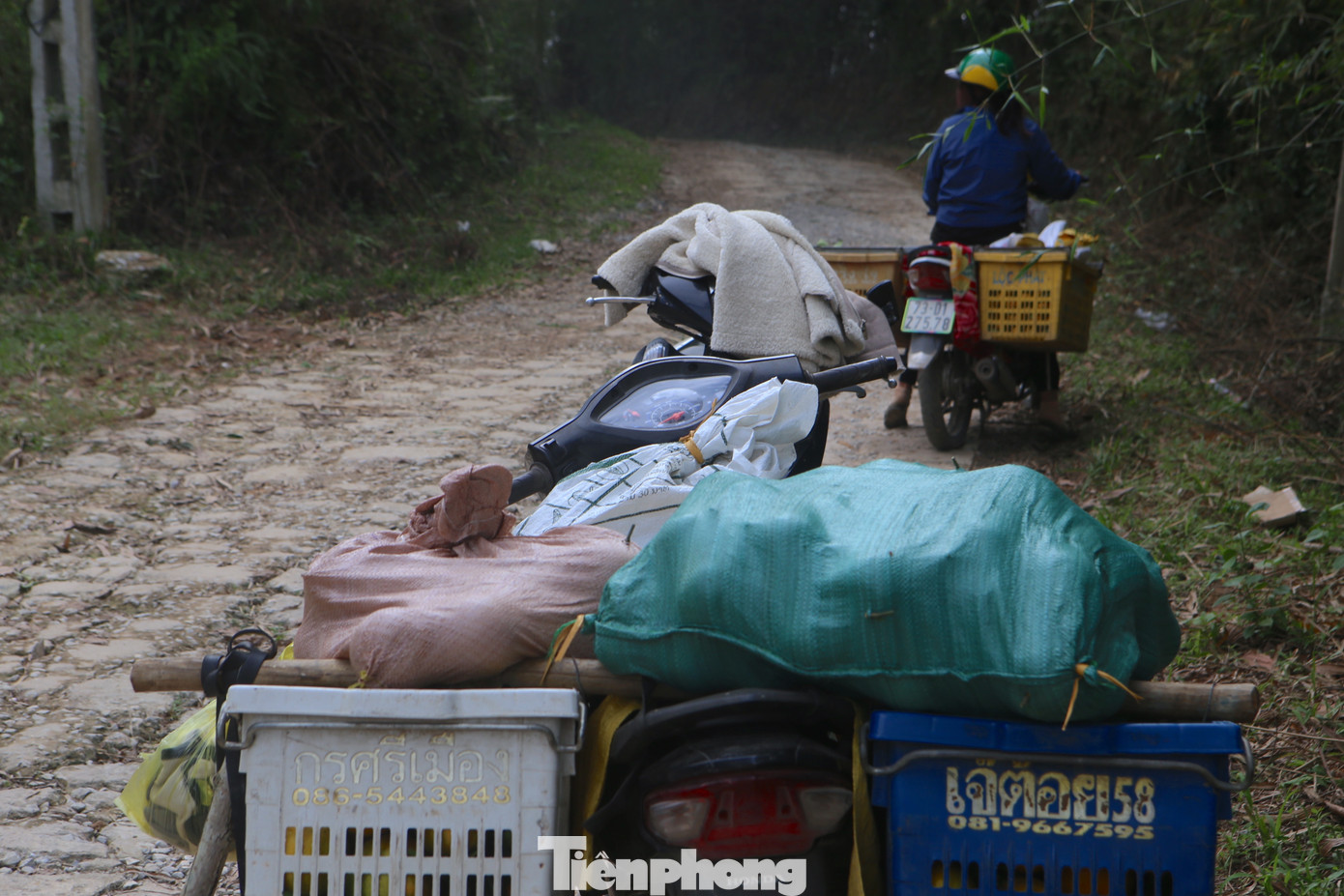 Dịp này, con đường vào vùng trồng cam Khe Mây tấp nập các chuyến hàng chở cam từ đồi núi di chuyển ra bên ngoài của tiểu thương. Người dân thường dùng các thùng nhựa để đựng cam và chở về các khu chợ để bán.