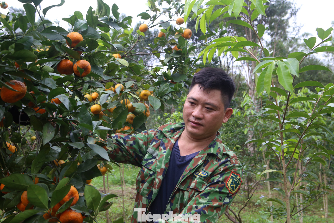 Ngoài cam chanh, cam bù, người dân còn trồng thêm cây tắt để bán quả. Đây là thứ quả được nhiều người săn lùng hỏi mua, giá bán từ 20-25 ngàn đồng/kg.