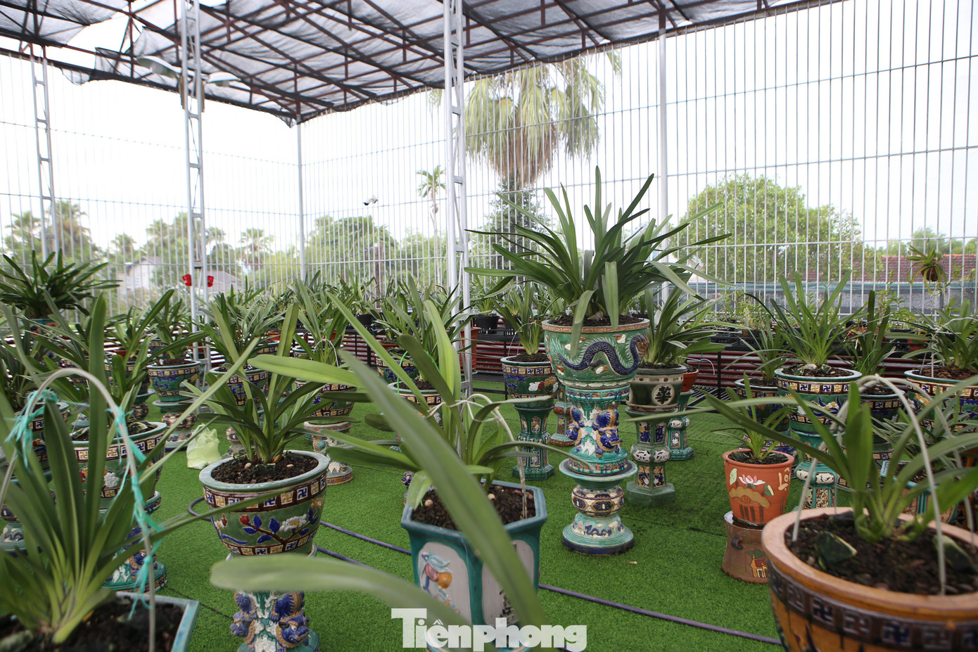 Anh Long từng học công nghệ thông tin, tốt nghiệp với tấm bằng kỹ sư tin học. Khi ra trường anh làm việc tại Đà Nẵng với mức lương ổn định. Nhưng vào năm 2014, anh quyết định rẽ hướng về quê lập nghiệp với niềm đam mê hoa lan.