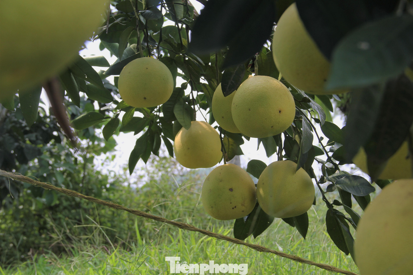Những quả bưởi chín vàng trên cây chờ người thu hoạch.