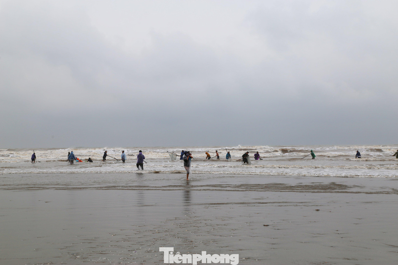 Khoảng 3 ngày nay, khi thời tiết chuyển rét đậm có mưa phùn, số lượng sò huyết theo sóng tràn vào bờ biển huyện Nghi Xuân (Hà Tĩnh) rất nhiều. Người dân cũng tranh thủ ra bờ biển để thu hoạch “lộc trời”. Khoảng 3 ngày nay, khi thời tiết chuyển rét đậm có mưa phùn, số lượng sò huyết theo sóng tràn vào bờ biển huyện Nghi Xuân (Hà Tĩnh) rất nhiều. Người dân cũng tranh thủ ra bờ biển để thu hoạch “lộc trời”.