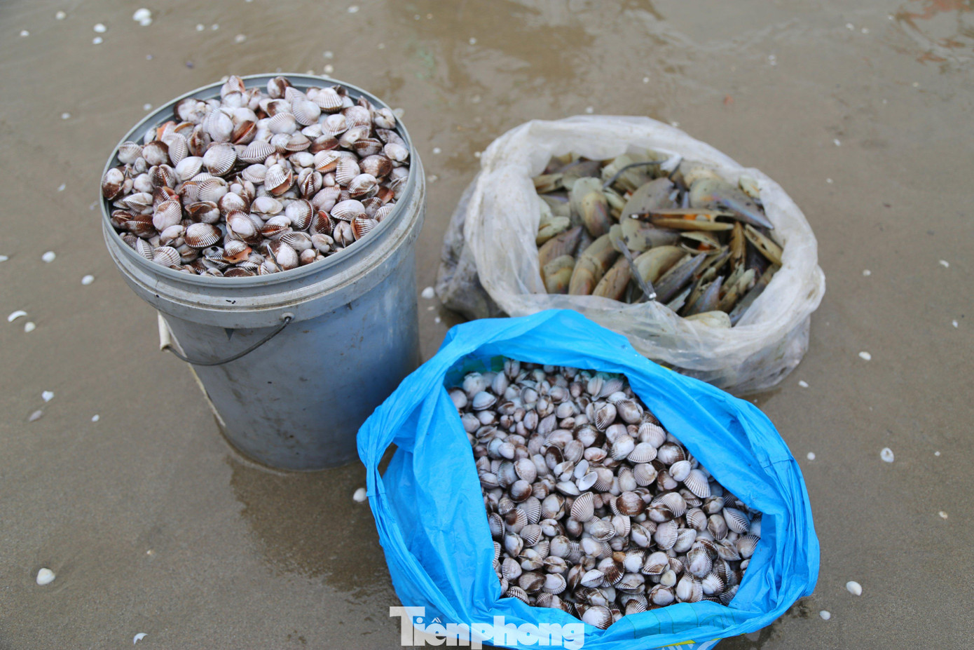 Sò huyết thời gian qua trôi dạt vào bờ biển Hà Tĩnh rất nhiều. Đây là loài sò nhuyễn thể hai mảnh, có giá trị dinh dưỡng cao, bổ máu, được chế biến thành nhiều món ăn được nhiều người ưa thích. Sò huyết thời gian qua trôi dạt vào bờ biển Hà Tĩnh rất nhiều. Đây là loài sò nhuyễn thể hai mảnh, có giá trị dinh dưỡng cao, bổ máu, được chế biến thành nhiều món ăn được nhiều người ưa thích.