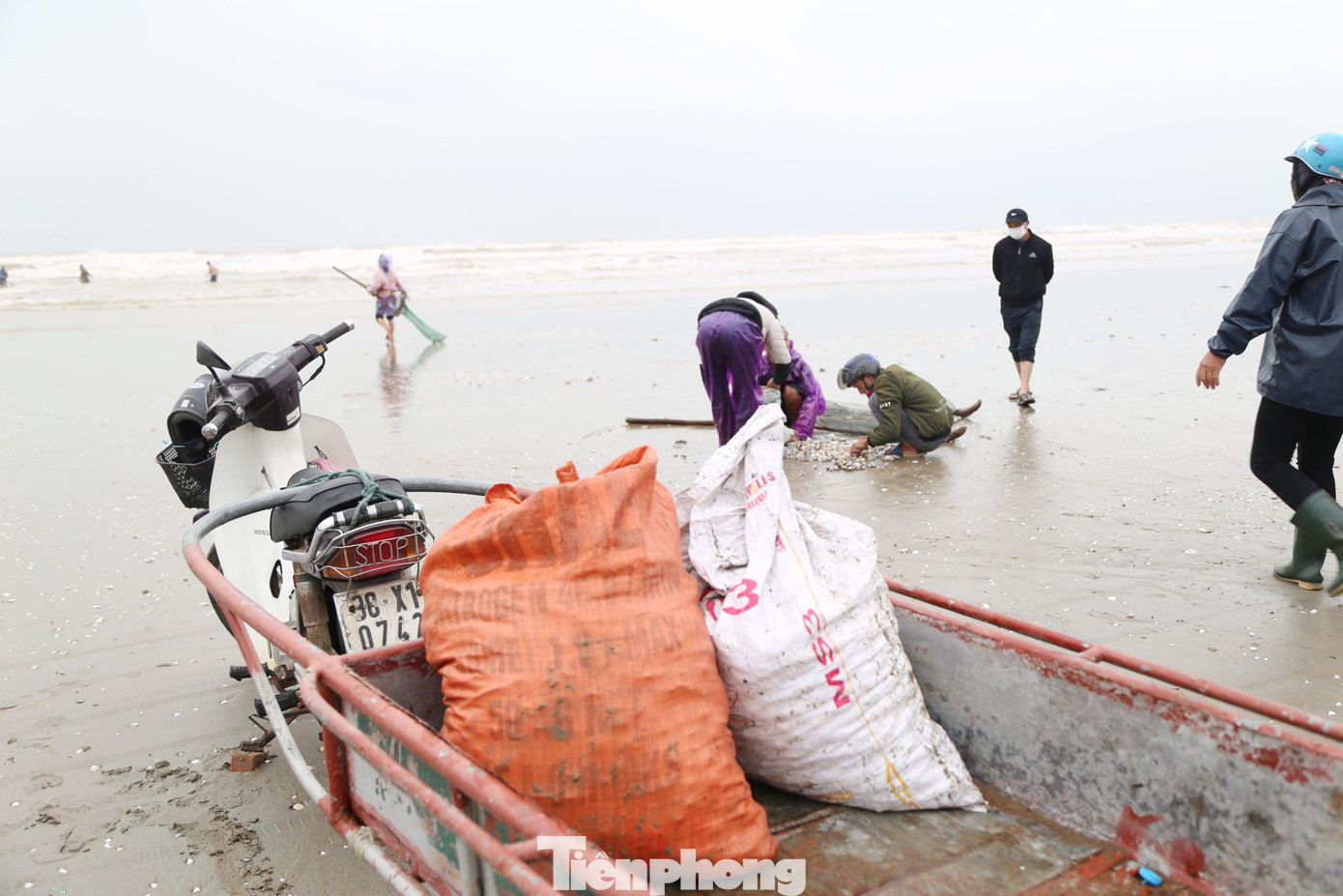 Sò sau khi phân loại, lựa chọn được đóng vào từng bao tải trên xe kéo tự chế để chở vào bán cho các thương lái. Sò sau khi phân loại, lựa chọn được đóng vào từng bao tải trên xe kéo tự chế để chở vào bán cho các thương lái.