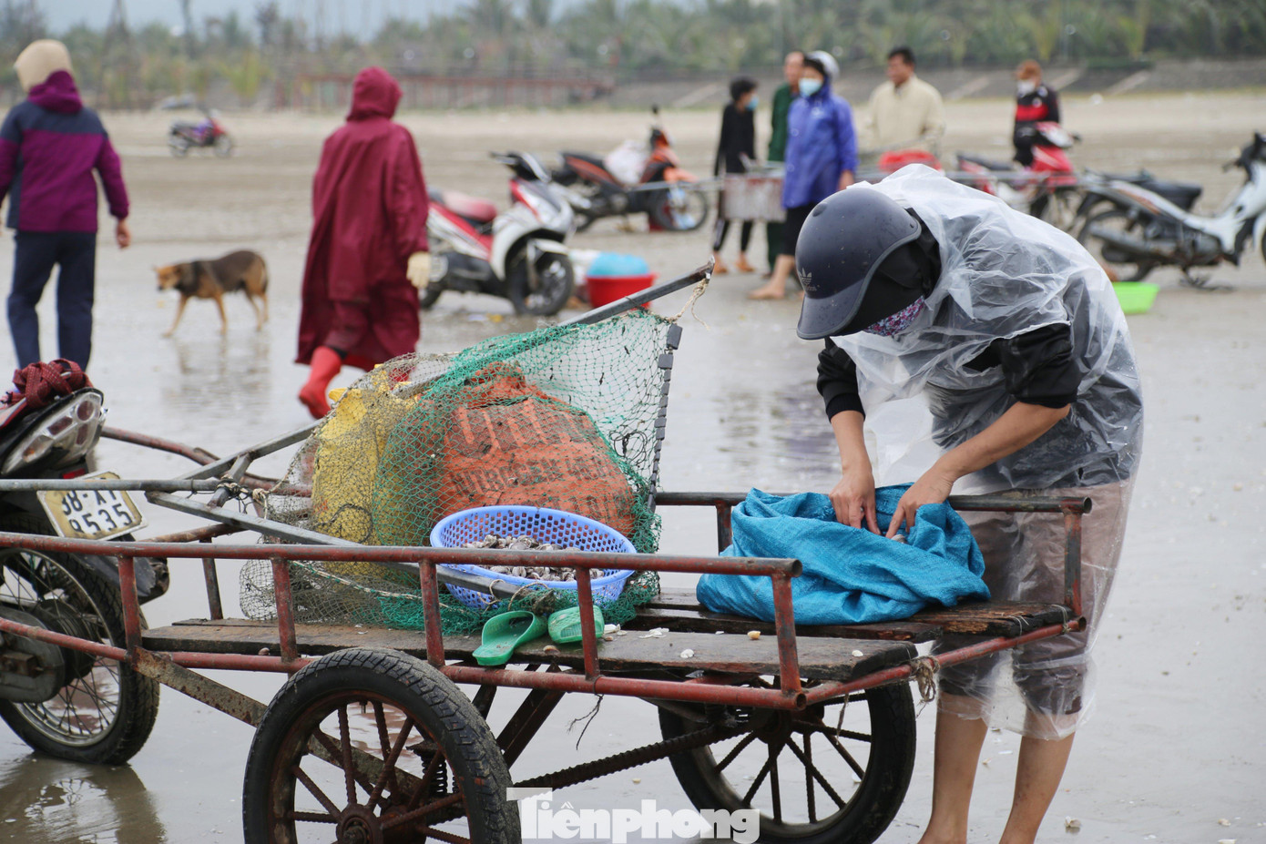 Sau khi thu hoạch xong sò huyết, người dân sử dụng xe kéo để ra đưa số hải sản này lên bờ. Sau khi thu hoạch xong sò huyết, người dân sử dụng xe kéo để ra đưa số hải sản này lên bờ.