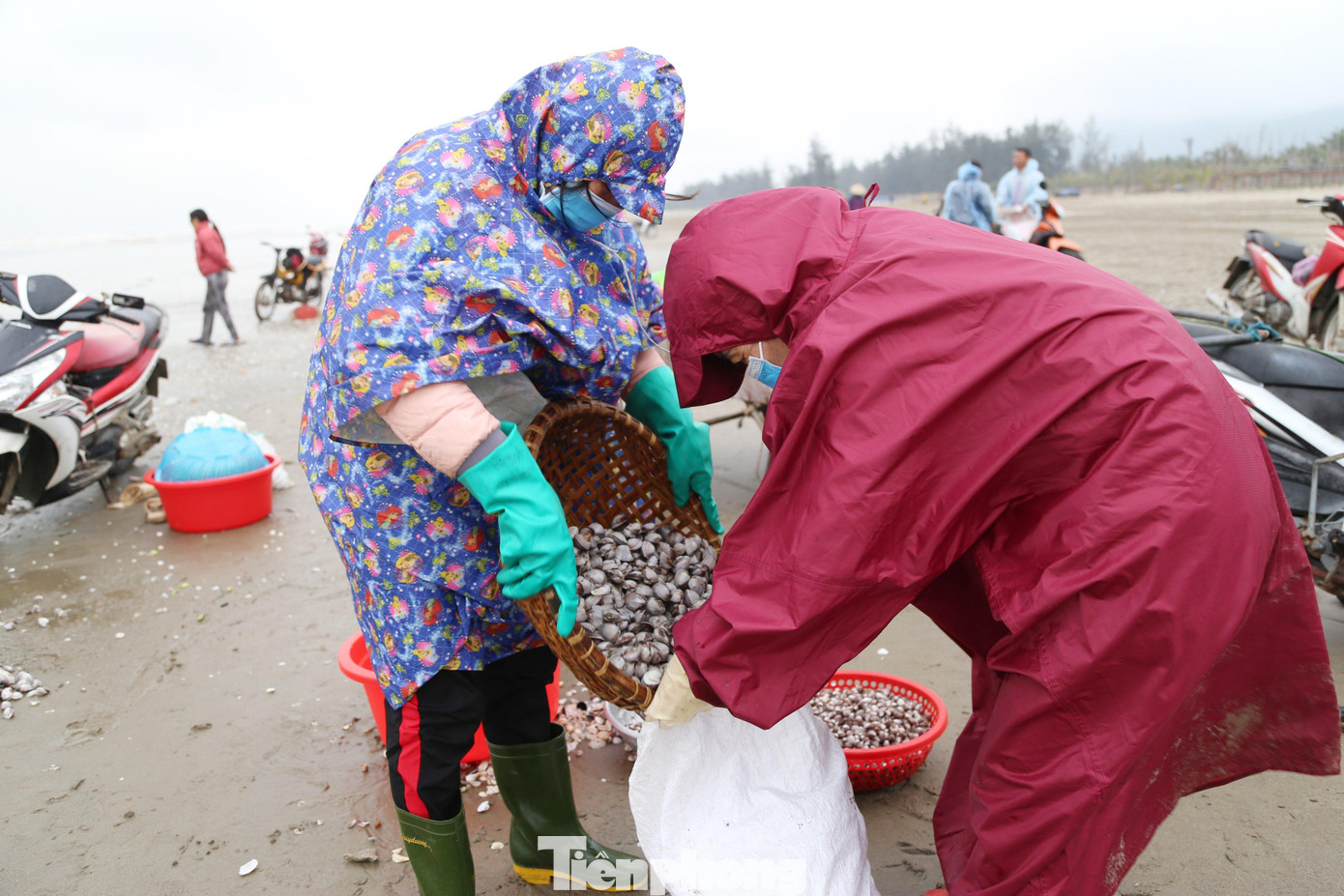 Sò được phân loại và ngư dân dùng những bao tải để đựng vận chuyển đi tiêu thụ. Nhiều người dân thu hoạch tiền triệu mỗi ngày nhờ "lộc trời" cuối năm. Sò được phân loại và ngư dân dùng những bao tải để đựng vận chuyển đi tiêu thụ. Nhiều người dân thu hoạch tiền triệu mỗi ngày nhờ "lộc trời" cuối năm.