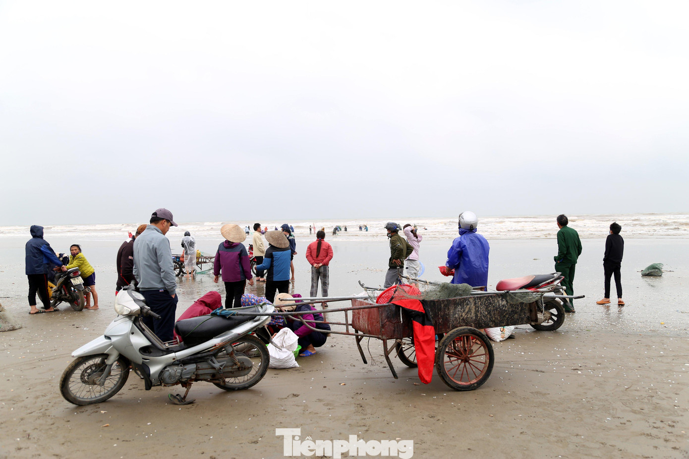 Hàng chục người dân phấn khởi đổ xô ra bờ biển để vợt sò huyết. Hàng chục người dân phấn khởi đổ xô ra bờ biển để vợt sò huyết.