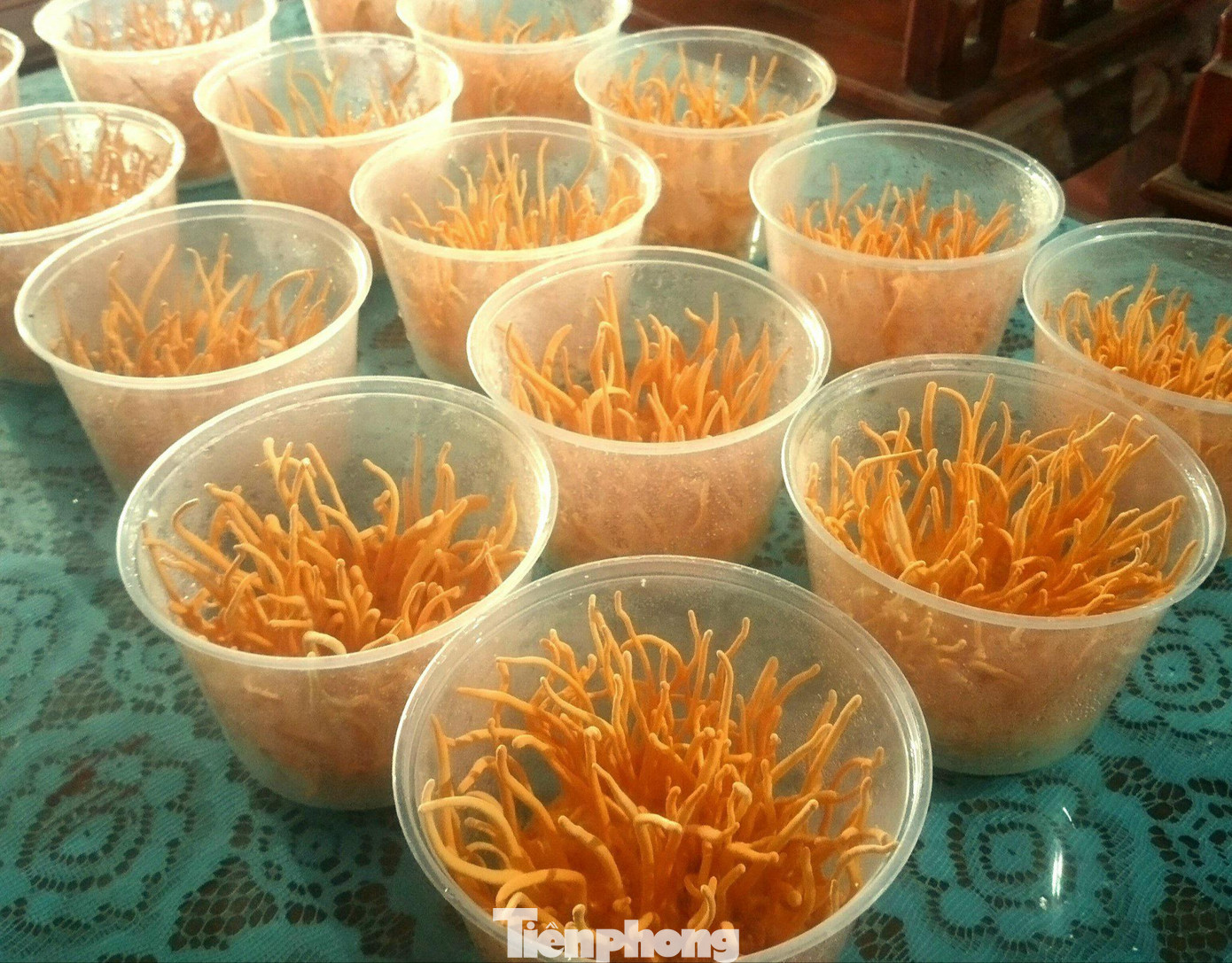 Khi thu hoạch, đông trình hạ thảo được tách đế, sấy khô hoặc sấy lạnh, sau đó đóng gói thành sản phẩm nhập ra thị trường.