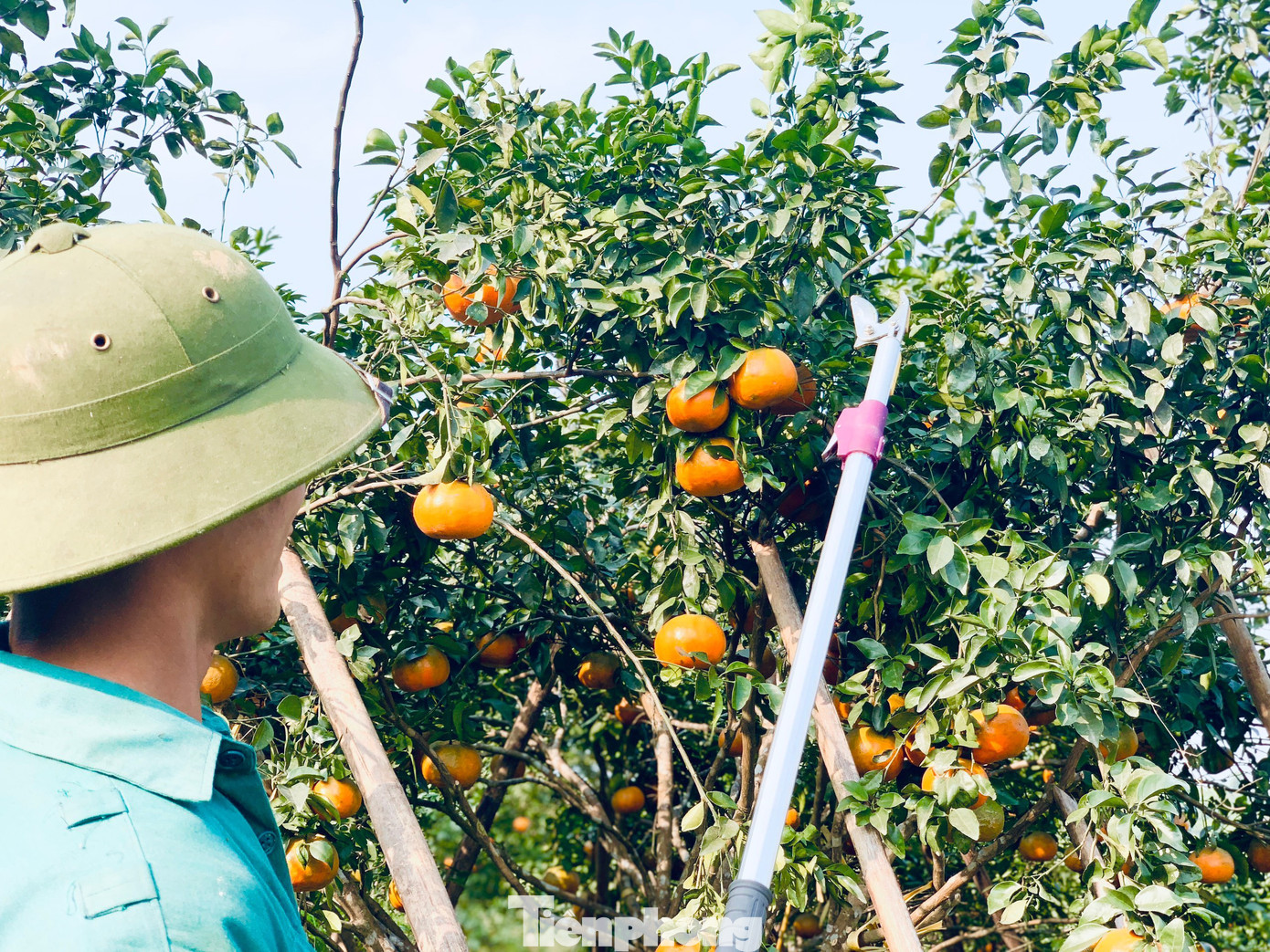 Vì nhiều gốc cam trĩu quả nên họ phải sử dụng những cọc tre để hạn chế gãy cành hoặc quả bị chạm xuống đất gây hư hỏng. Vì nhiều gốc cam trĩu quả nên họ phải sử dụng những cọc tre để hạn chế gãy cành hoặc quả bị chạm xuống đất gây hư hỏng.