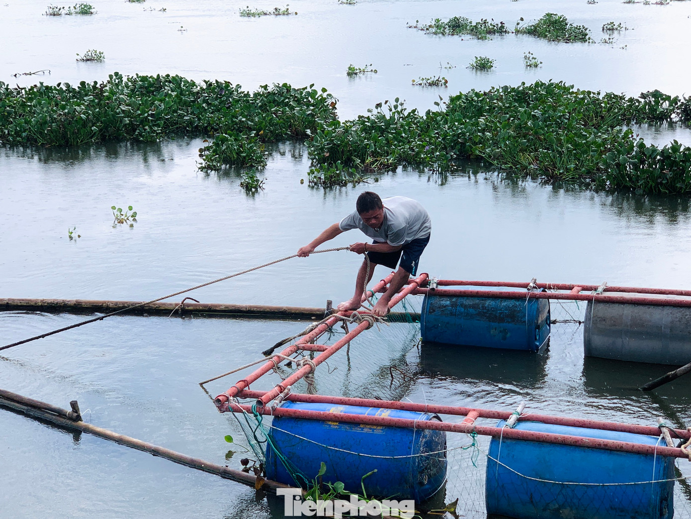 Ông Nguyễn Văn Cường (41 tuổi, trú xã Thạch Sơn) cũng đang tập trung gia cố lại lồng bè nuôi cá của gia đình. "Cũng gia cố, chuẩn bị các công tác phòng chống rồi, giờ chỉ mong mưa lũ giảm để gây thiệt hại về kinh tế với người dân ở vùng này. Vì năm ngoái thiệt hại nặng nề rồi", ông Cường chia sẻ.