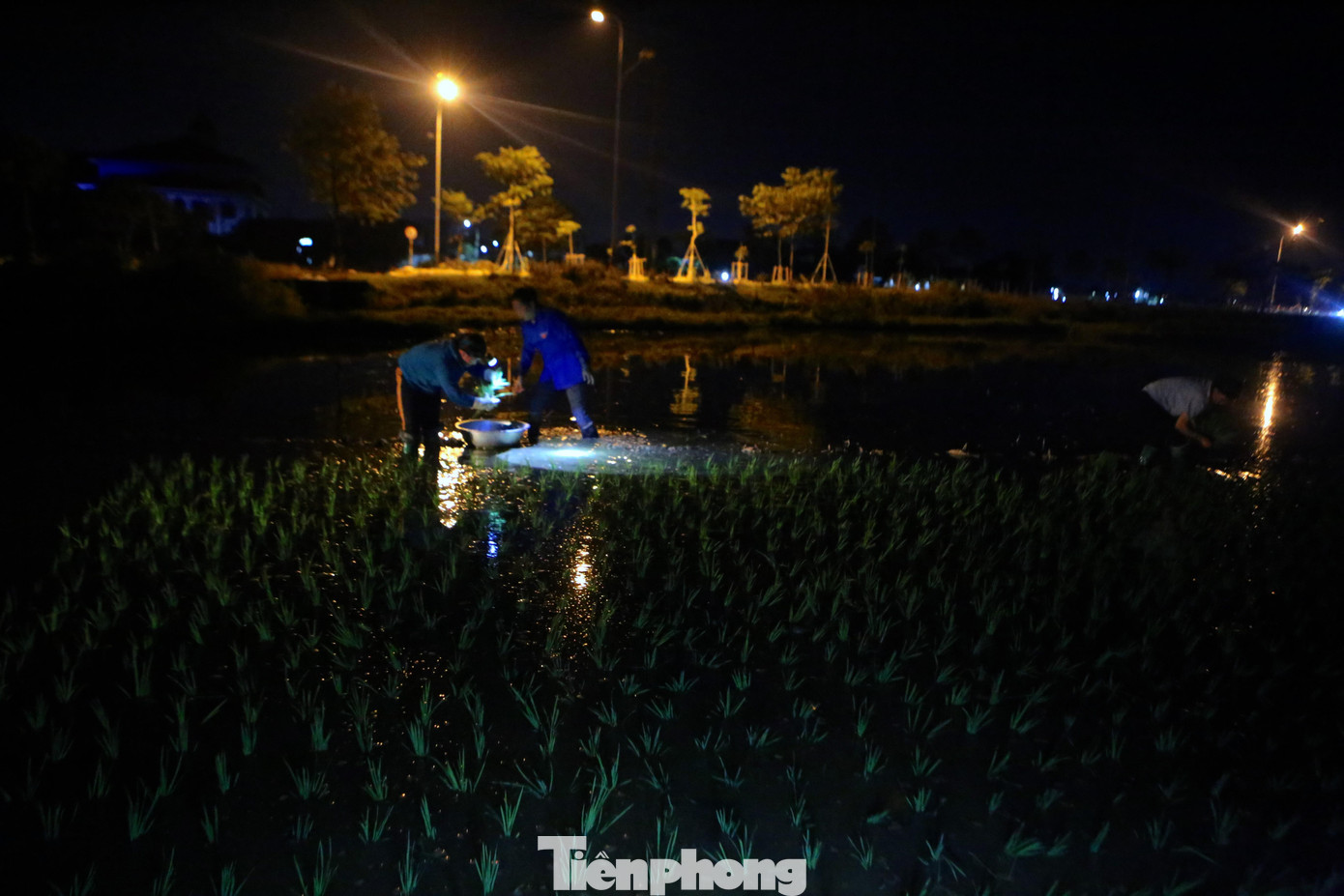 Ban ngày nắng như rang, không thể dầm mình giữa ruộng lúa khi nước nóng sôi, cây mạ khó phát triển, dễ chết nên người nông dân chọn thời gian làm việc từ 18h-0h sáng ngày hôm sau để cấy lúa. Ban ngày nắng như rang, không thể dầm mình giữa ruộng lúa khi nước nóng sôi, cây mạ khó phát triển, dễ chết nên người nông dân chọn thời gian làm việc từ 18h-0h sáng ngày hôm sau để cấy lúa.